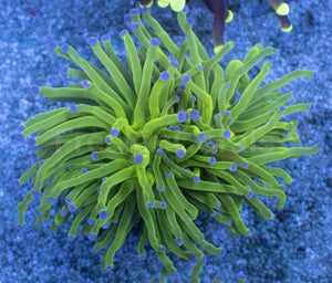 Aurora Glow Torch Coral
