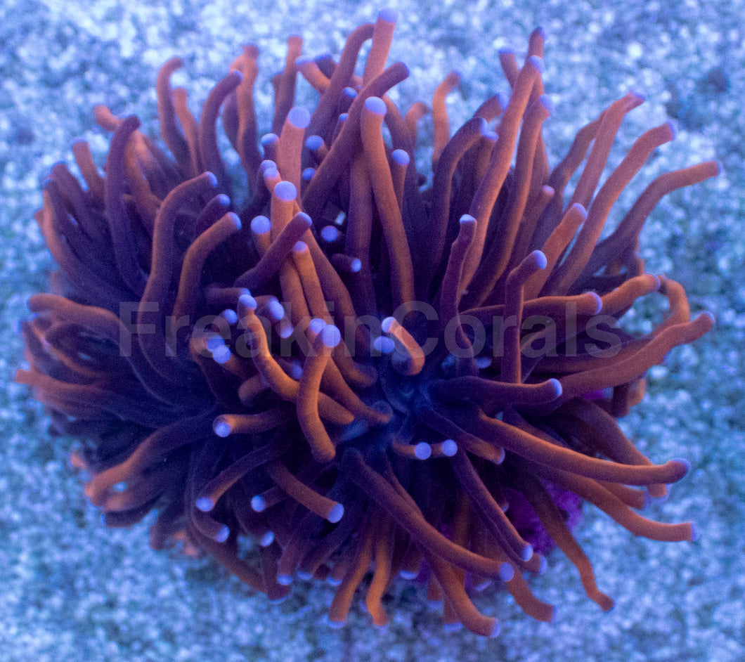 Hellfire Torch Coral
