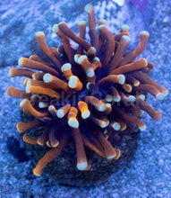 Load image into Gallery viewer, Nana Torch Coral