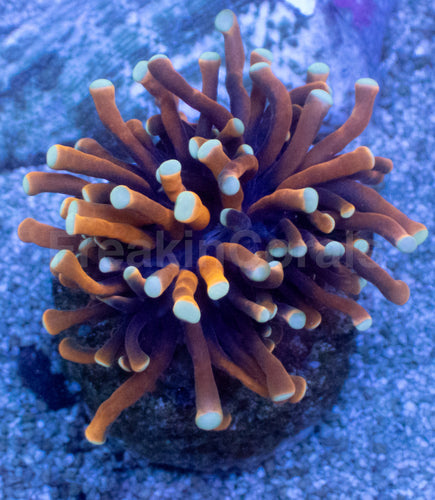Nana Torch Coral