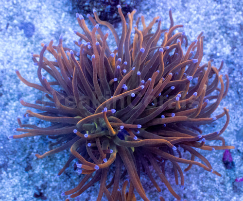 USA Holy Grail Torch Coral