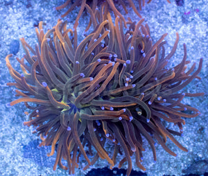USA Holy Grail Torch Coral