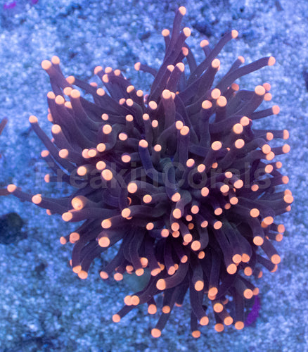 Pink Ember Torch Coral