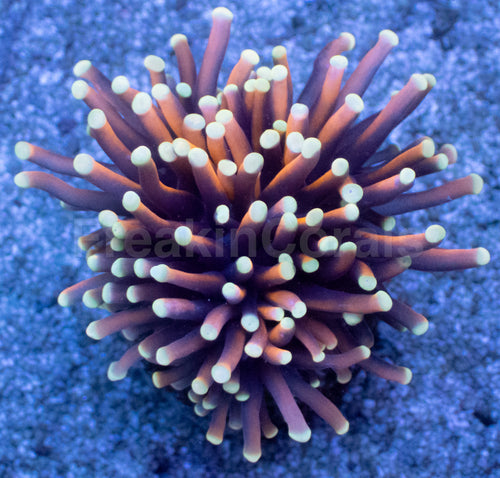 White Flame Gold Torch Coral (AR)