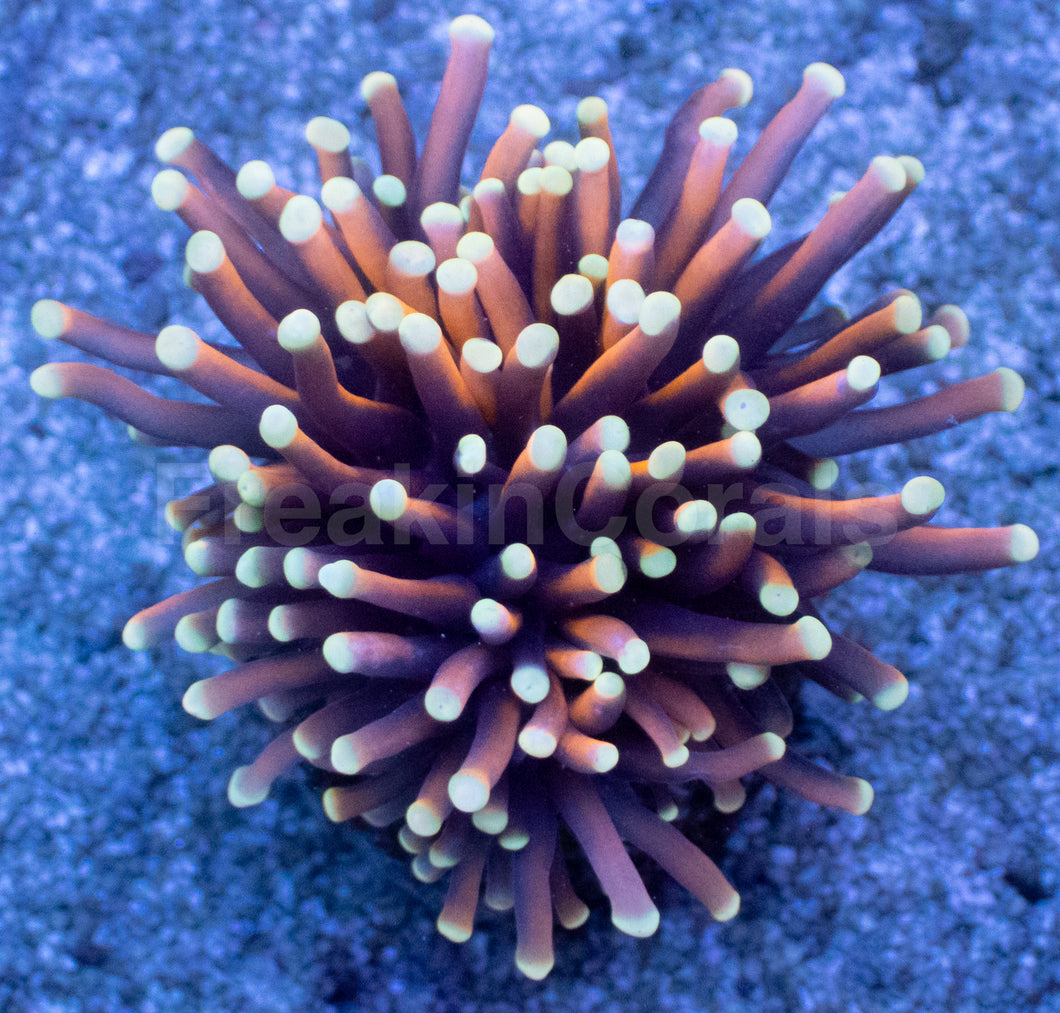 White Flame Gold Torch Coral (AR)