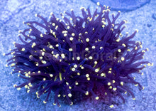 Load image into Gallery viewer, Rasta Tip Torch Coral