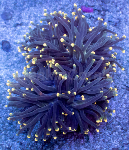 Rasta Tip Torch Coral