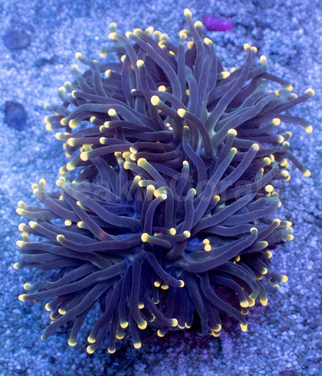 Rasta Tip Torch Coral