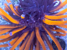 Carregar imagem no visualizador da galeria, Hybrid Fusion Torch Coral (AR)