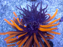 Carregar imagem no visualizador da galeria, Hybrid Fusion Torch Coral (AR)