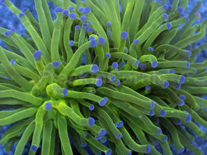 Aurora Glow Torch Coral