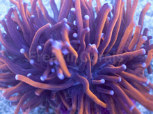 Load image into Gallery viewer, Hellfire Torch Coral
