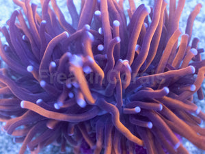 Hellfire Torch Coral