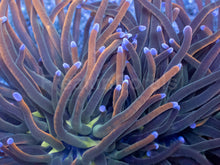 Load image into Gallery viewer, USA Holy Grail Torch Coral