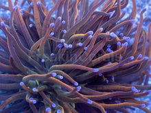Load image into Gallery viewer, USA Holy Grail Torch Coral