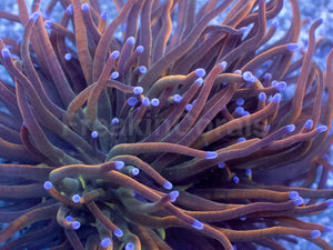 USA Holy Grail Torch Coral
