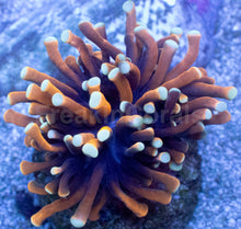 Load image into Gallery viewer, Nana Torch Coral