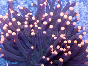 Pink Ember Torch Coral