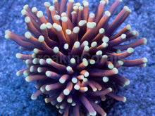 Load image into Gallery viewer, White Flame Gold Torch Coral (AR)