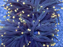 Load image into Gallery viewer, Rasta Tip Torch Coral