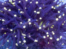 Load image into Gallery viewer, Rasta Tip Torch Coral