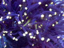 Load image into Gallery viewer, Rasta Tip Torch Coral