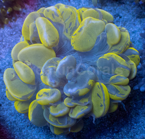 Golden Blotch Bubble Coral