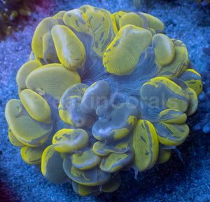 Golden Blotch Bubble Coral