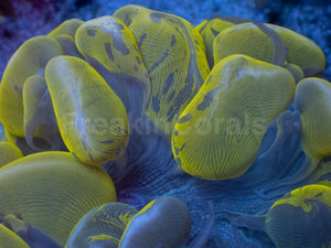 Golden Blotch Bubble Coral