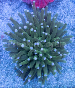 Emerald Sun Heliofungia