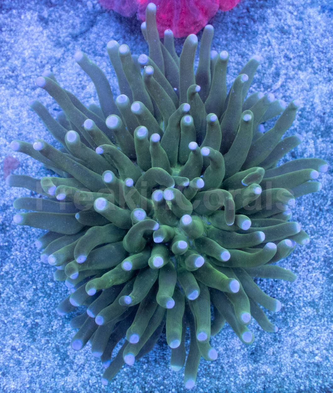Emerald Sun Heliofungia