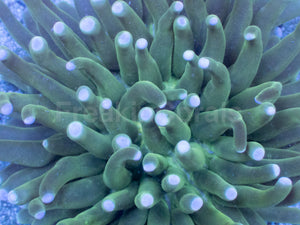 Emerald Sun Heliofungia