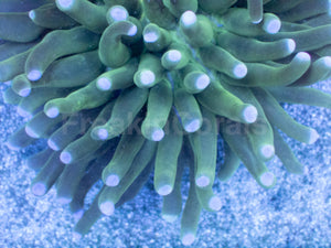 Emerald Sun Heliofungia