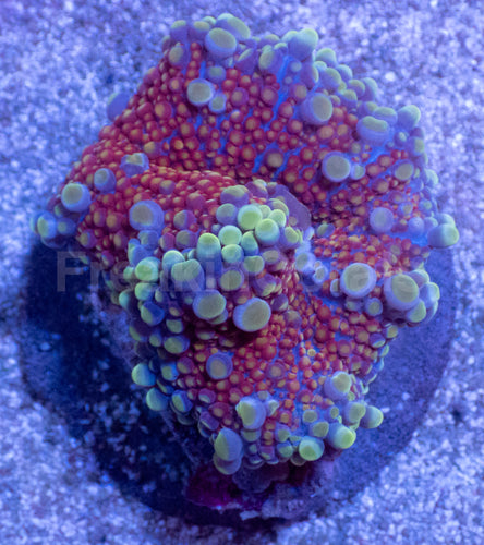 Cosmic Bubble Ricordea Yuma