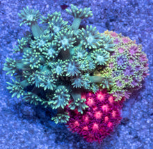 Carregar imagem no visualizador da galeria, Prism Bloom Goniopora Combo