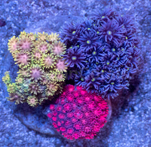 Carregar imagem no visualizador da galeria, Prism Bloom Goniopora Combo