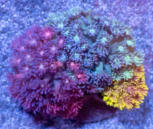 Carregar imagem no visualizador da galeria, Prism Bloom Goniopora Combo