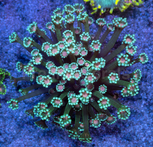 Orchid Glow Alveopora