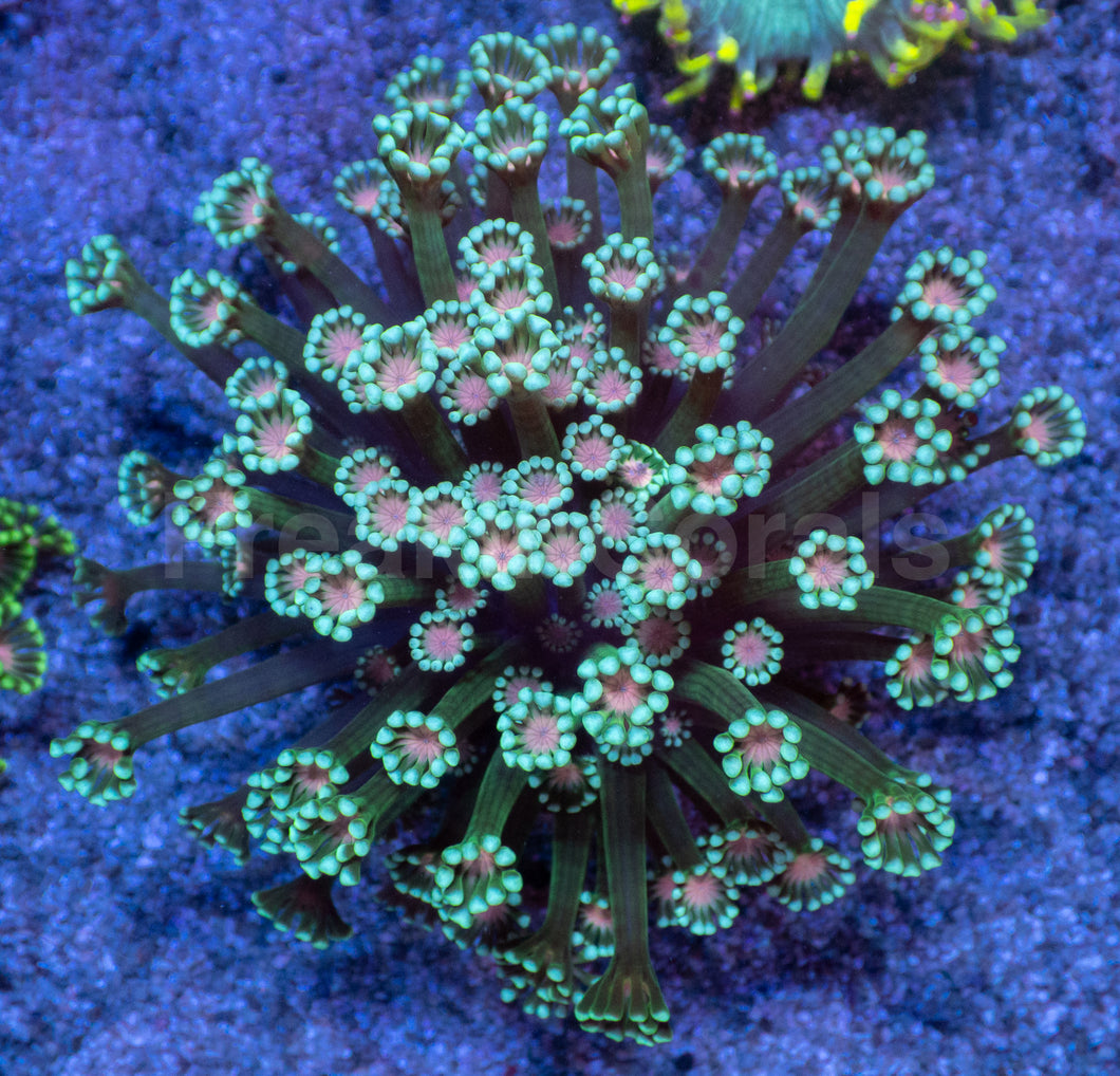 Orchid Glow Alveopora