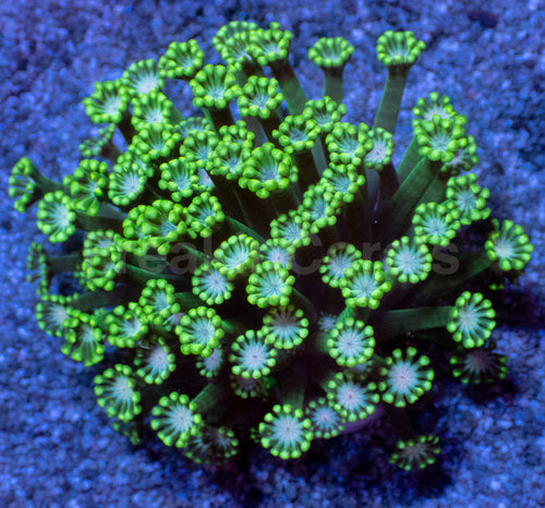 Orchid Glow Alveopora