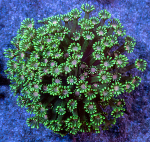 Orchid Glow Alveopora