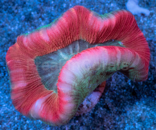 Inferno Heart Trachyphyllia