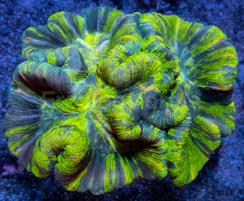 Solar Vein Trachyphyllia