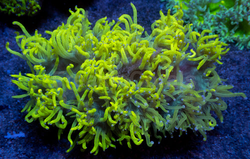 Chernobyl Elegance Coral
