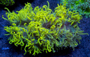 Chernobyl Elegance Coral