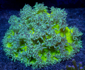 Nuclear Sun Elegance Coral