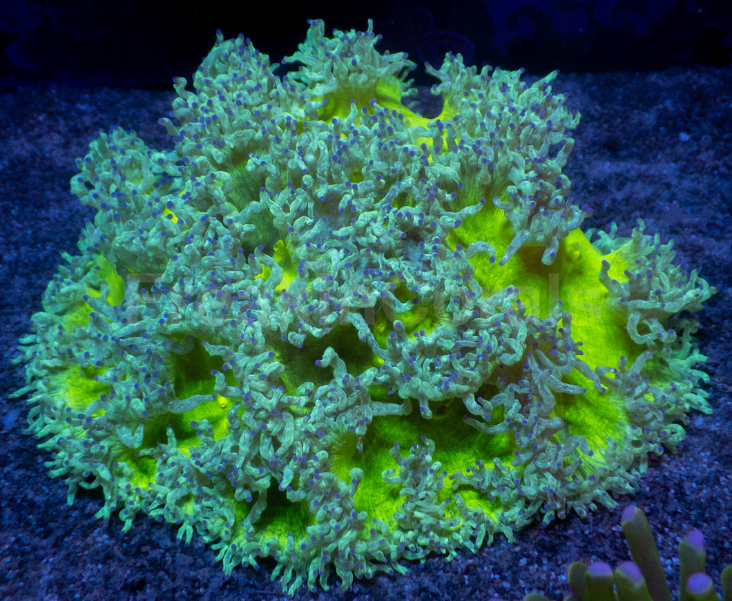Nuclear Sun Elegance Coral