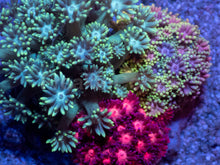 Carregar imagem no visualizador da galeria, Prism Bloom Goniopora Combo