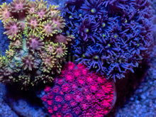 Carregar imagem no visualizador da galeria, Prism Bloom Goniopora Combo