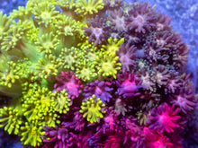 Carregar imagem no visualizador da galeria, Prism Bloom Goniopora Combo